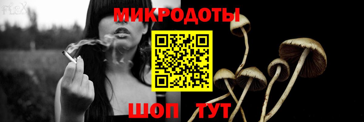 Ачхой-Мартан  сколько стоит  Вход с VPN  Псилоцибиновые грибы Psilocybe 